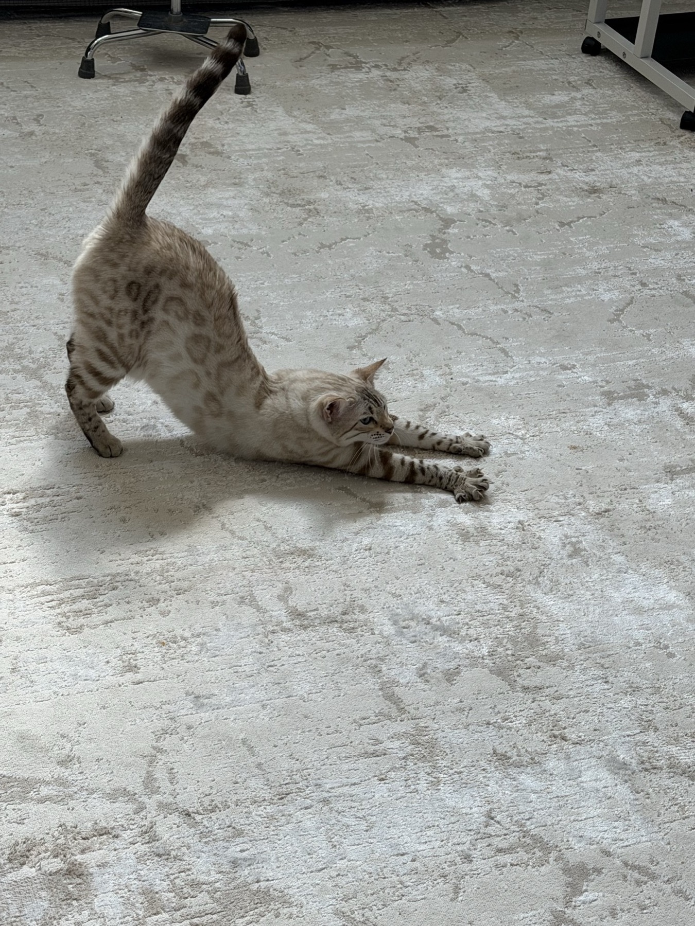 Aspen, a snow Bengal