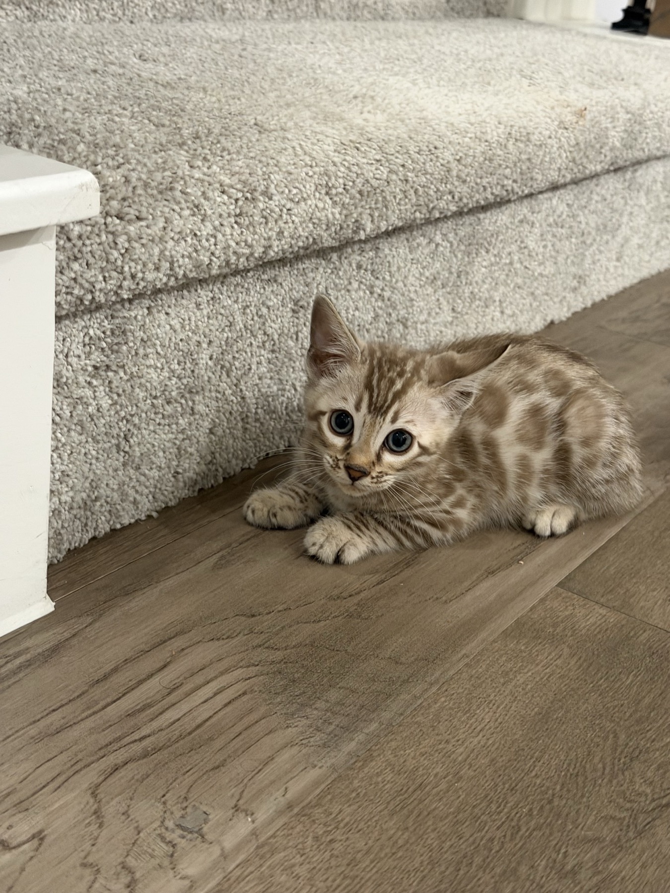 Luna, a snow Bengal kitten