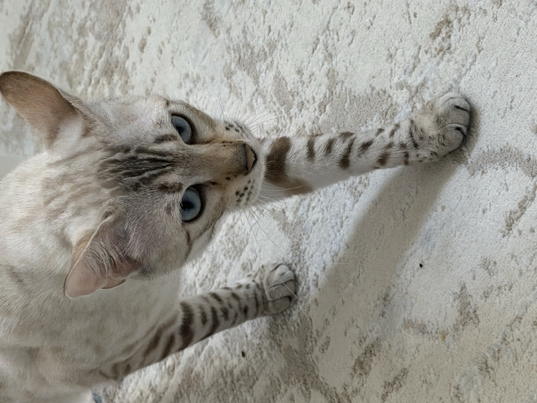 Snow Bengal cat with bright blue eyes