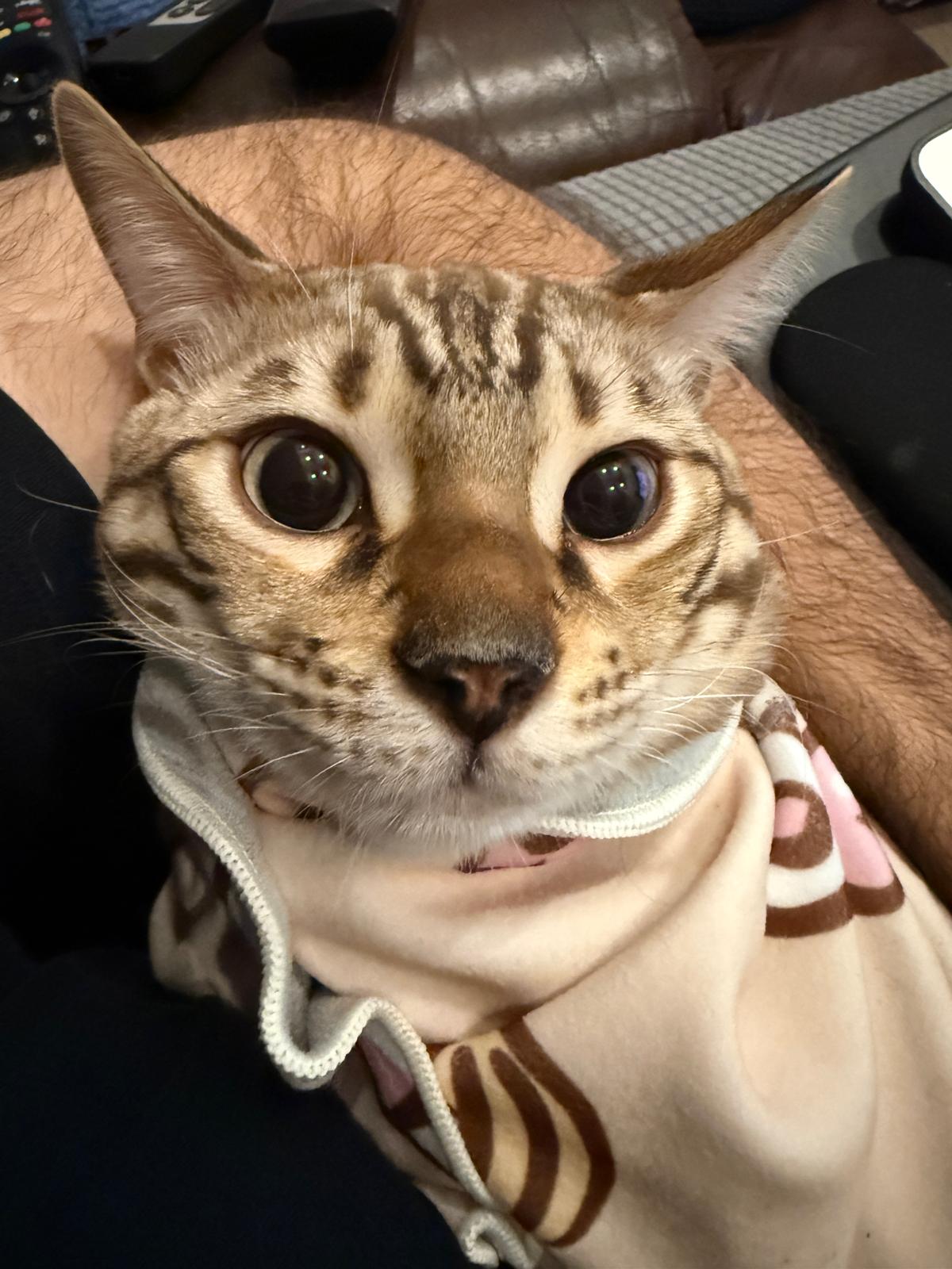 Atlas, a brown rosetted Bengal