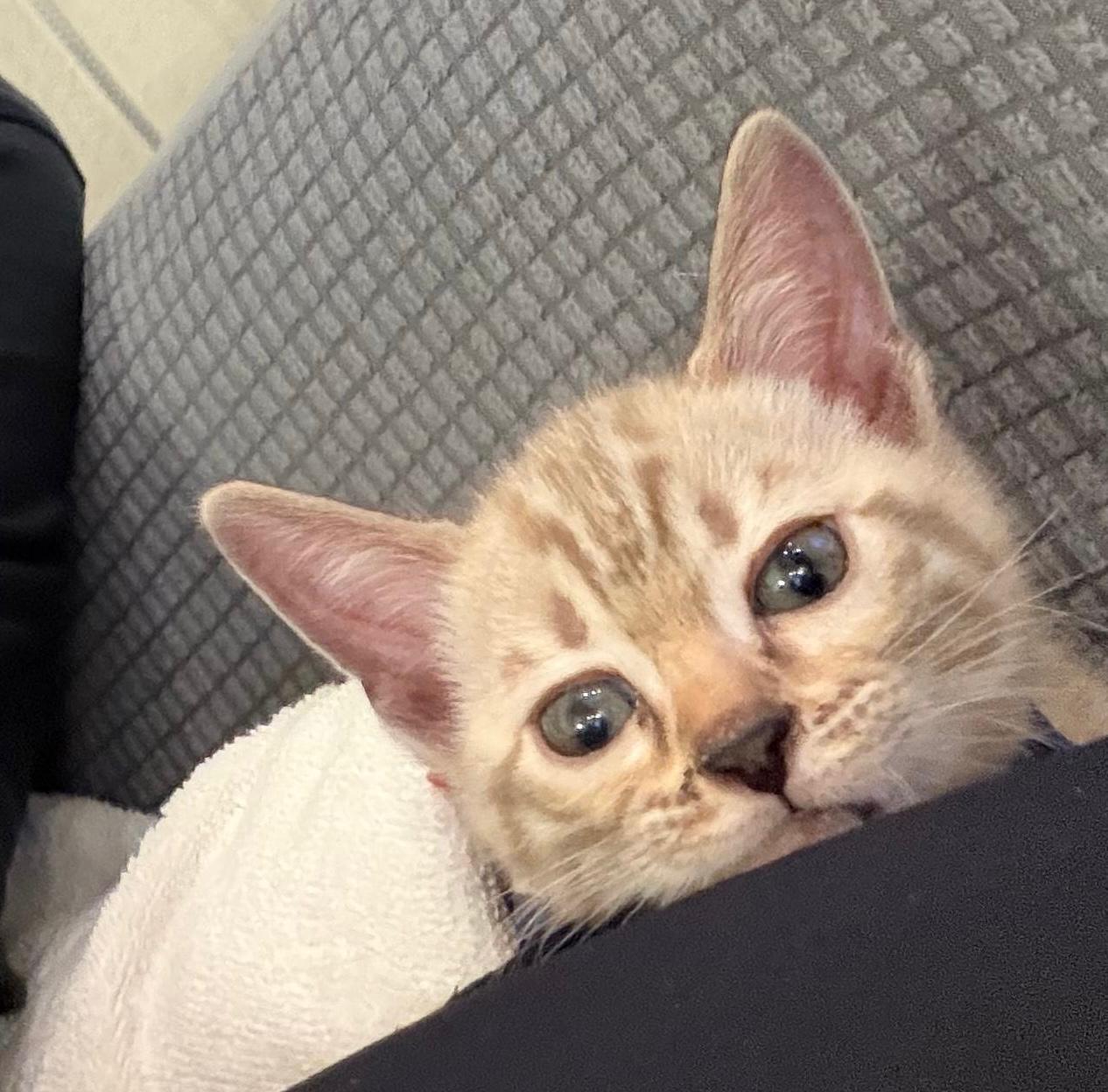 Rio, a brown Bengal kitten